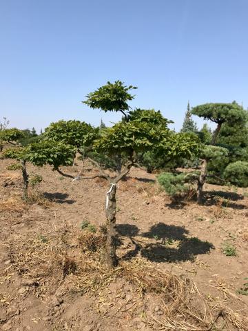 Carpinus betulus | bonsai (C kvalita)